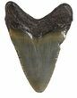 Juvenile Megalodon Tooth - South Carolina #48866-1